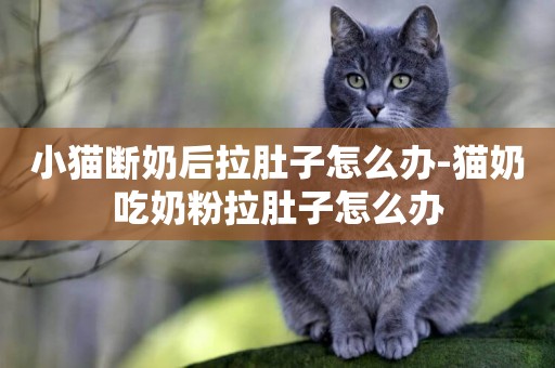 小猫断奶后拉肚子怎么办-猫奶吃奶粉拉肚子怎么办